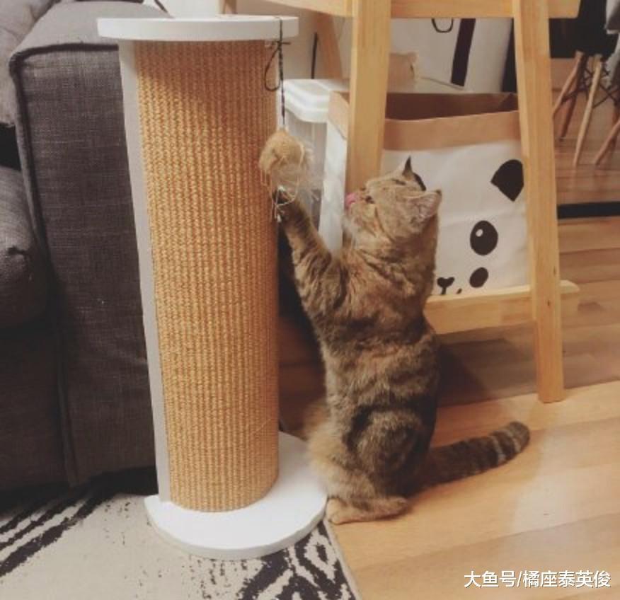 铲屎的! 我给你设计了一个新款流苏沙发, 你看看我手艺怎么样?
