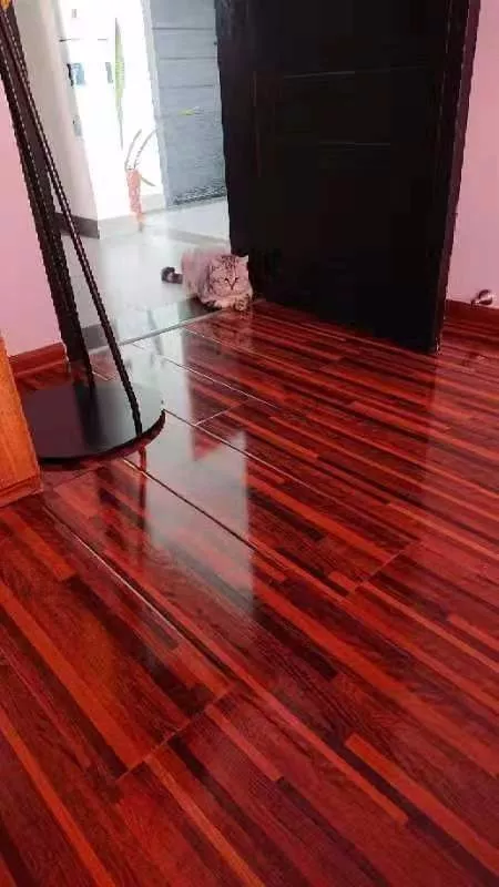 大头猫咪天生爱吃醋，一早起身就霸占主人的大腿不让另外两只猫咪靠近