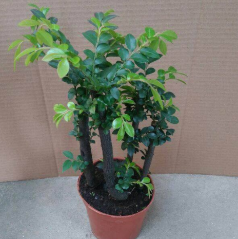 小叶紫檀养在家中的话，可以净化空气，还能吸收家中的细菌，还有增添福气的寓意