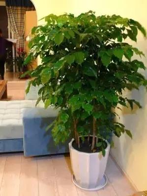 客厅摆放这10种植物，除去室内甲醛，还能财运滚滚