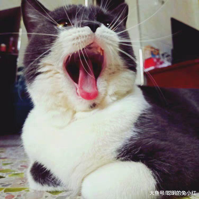 什么情况下，猫咪会让宠主摸肚皮？宠主：此时需要一只狗