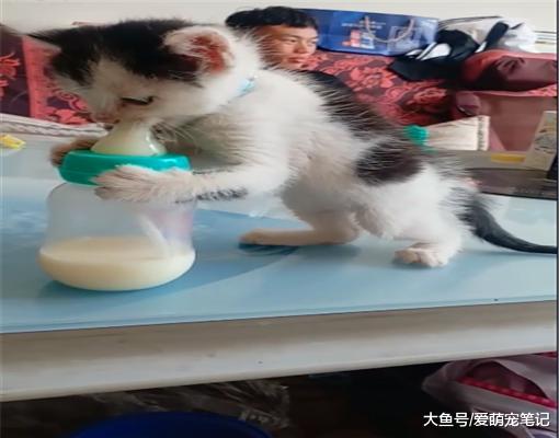 主人买了个奶瓶，小猫以为是买给它的，喵：谁还不是个宝宝呢