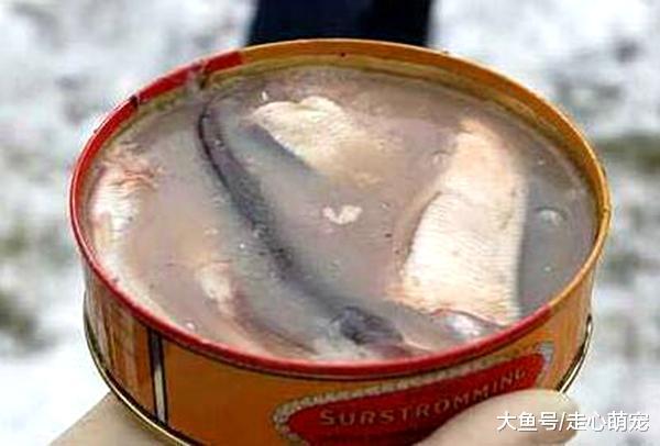 狗狗闻过鲱鱼罐头后, 吐出早饭, 可怜的狗: 这味道令狗窒息!