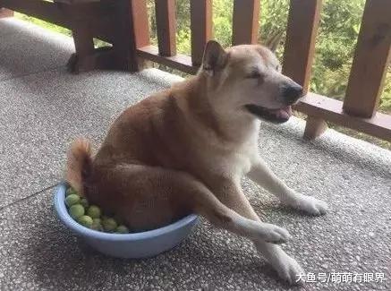 铲屎官晒了一盆梅子，可是每次去翻梅子的时候，总闻到一股臭味……