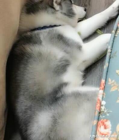 主人叫二哈起床，二哈开口就吵吵，二哈：周末休息不拆家！