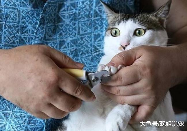 被照顾久了猫咪会有“猫情味”吗? 看到这6个回答, 网友: 怕了