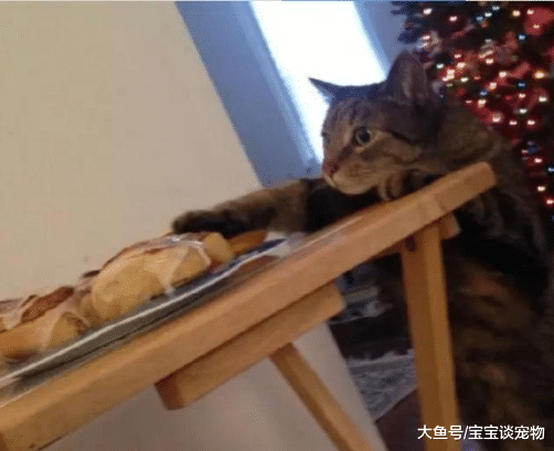 当猫盯着人吃东西时，它在想什么？