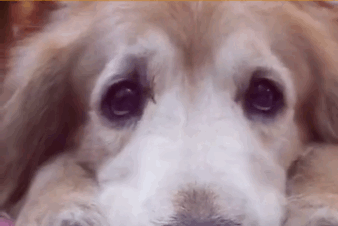 其他狗狗都很萌，唯独二哈看起来傻乎乎，医生：它缺个器官