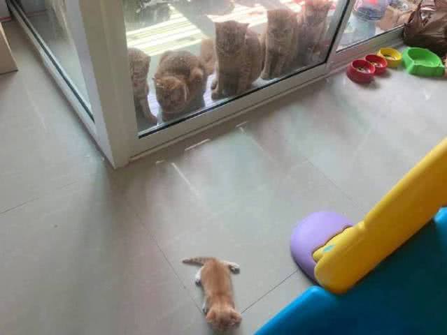 5只大橘撅屁屁盯小橘学走路，紧张表情太搞笑，小橘猫：操心老哥