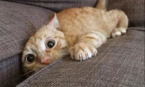 对于猫咪来说，这个嗡嗡作响的大怪物就是灭霸啊！