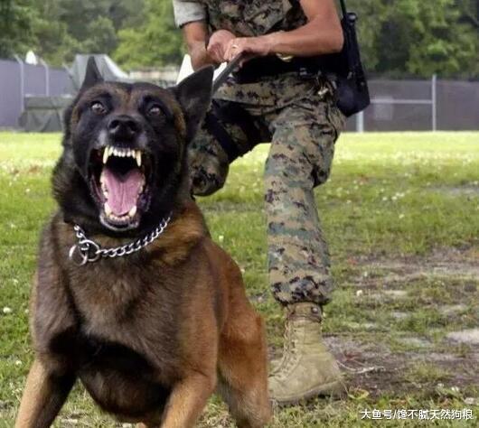 相信不少狗狗，都存在这些毛病，一旦发现就要纠正了！