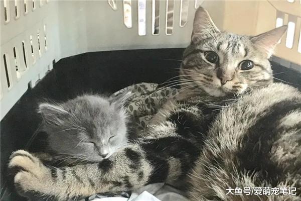 流浪猫被宠主带回家后，原住民主动承担起照顾责任，每天守在身边