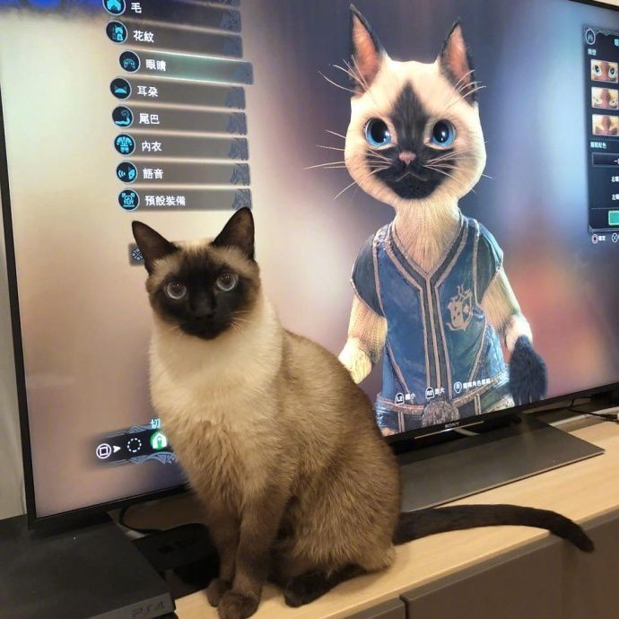 异瞳猫咪见过吗？