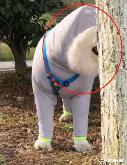 街头偶遇一萨摩耶, 仔细一看笑喷了: 小老弟, 你咋穿紧身衣出门呢