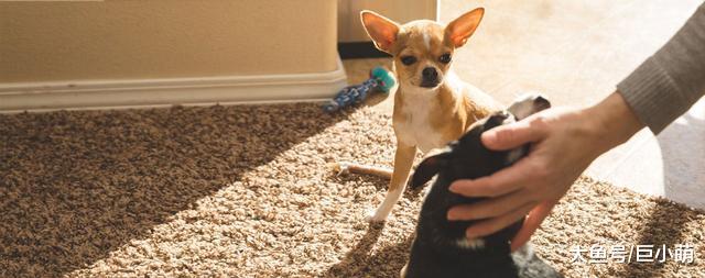 狗狗打架往死里咬，但它们又听不懂人话，我该怎么教？