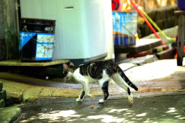 【逃城】猫的伊甸园