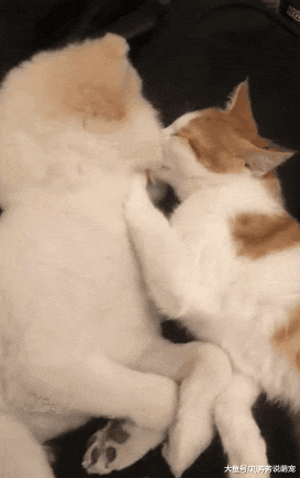 猫咪和狗子在家亲亲我我，突然被闯进来的主人看到后……