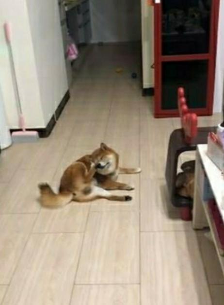 铲屎官加班到凌晨才回家，柴犬仅用尾巴表示欢迎，原来是生气了