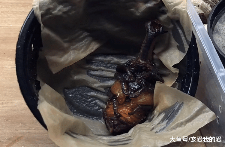 “独角仙”羽化过程被记录下来，最后洁白翅膀让人称赞