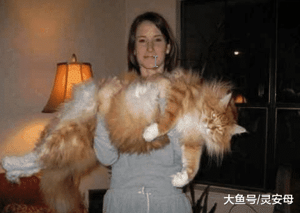 人类曾捕获过: 这是些或许已经成妖的怪物~到底长什么样子呢？