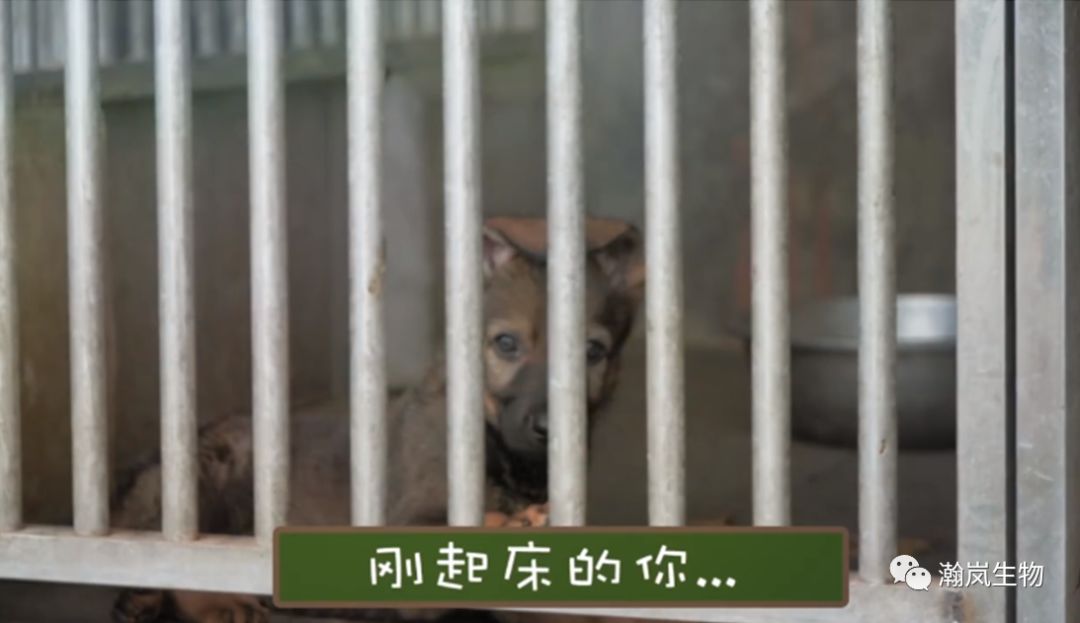 【带着使命降生，怀着忠诚离去】