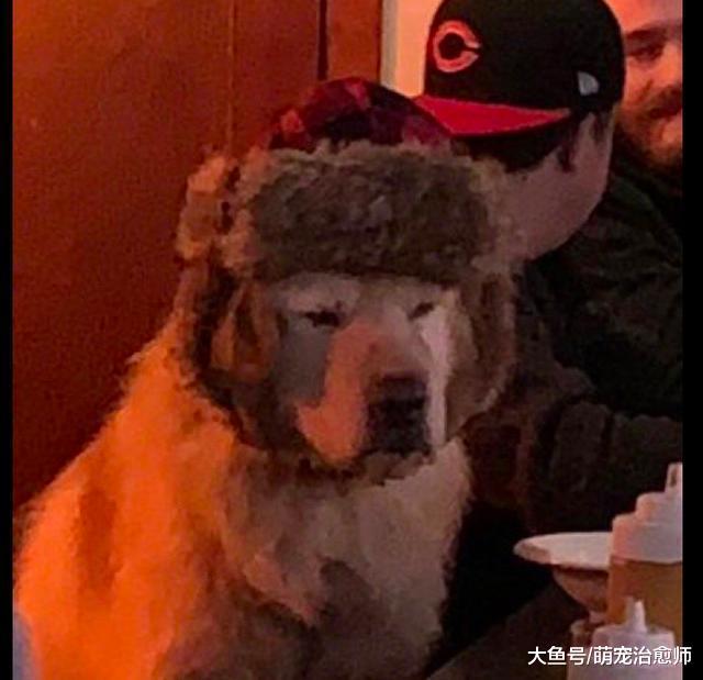 网友去酒吧却看到一只狗, 它一副愁眉苦脸的表情, 这是失恋了吗?