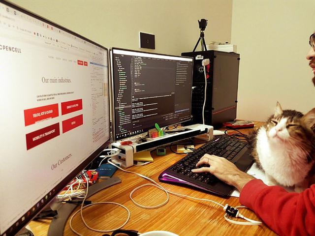 猫咪见主人忙于工作，吃醋后想尽办法来打扰，铲屎官只能无奈撸猫