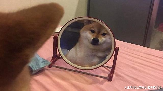 柴犬：今天又被自己帅醒了，这只柴犬每天要照镜子半个小时