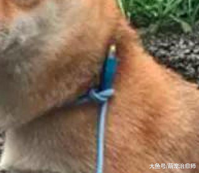 网友忘带牵引绳了，于是用数据线将狗拴起来，柴犬：我不要面子啊