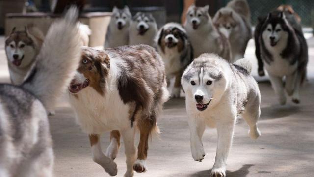 泰國出現網紅“狗咖啡”，以哈士奇為主題，店內20只二哈隨便摸