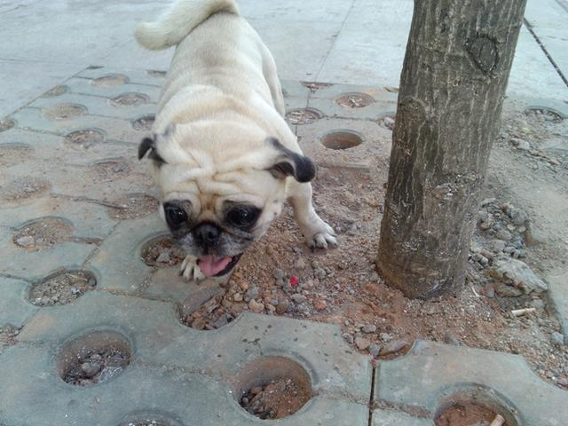 貓和狗真的可以在幾千里外，從未去過的地方，找到回家的路么？