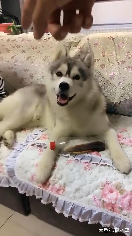 朋友偷喝了可乐后，竟拿小二哈来顶替，看后为小狗狗心疼三秒