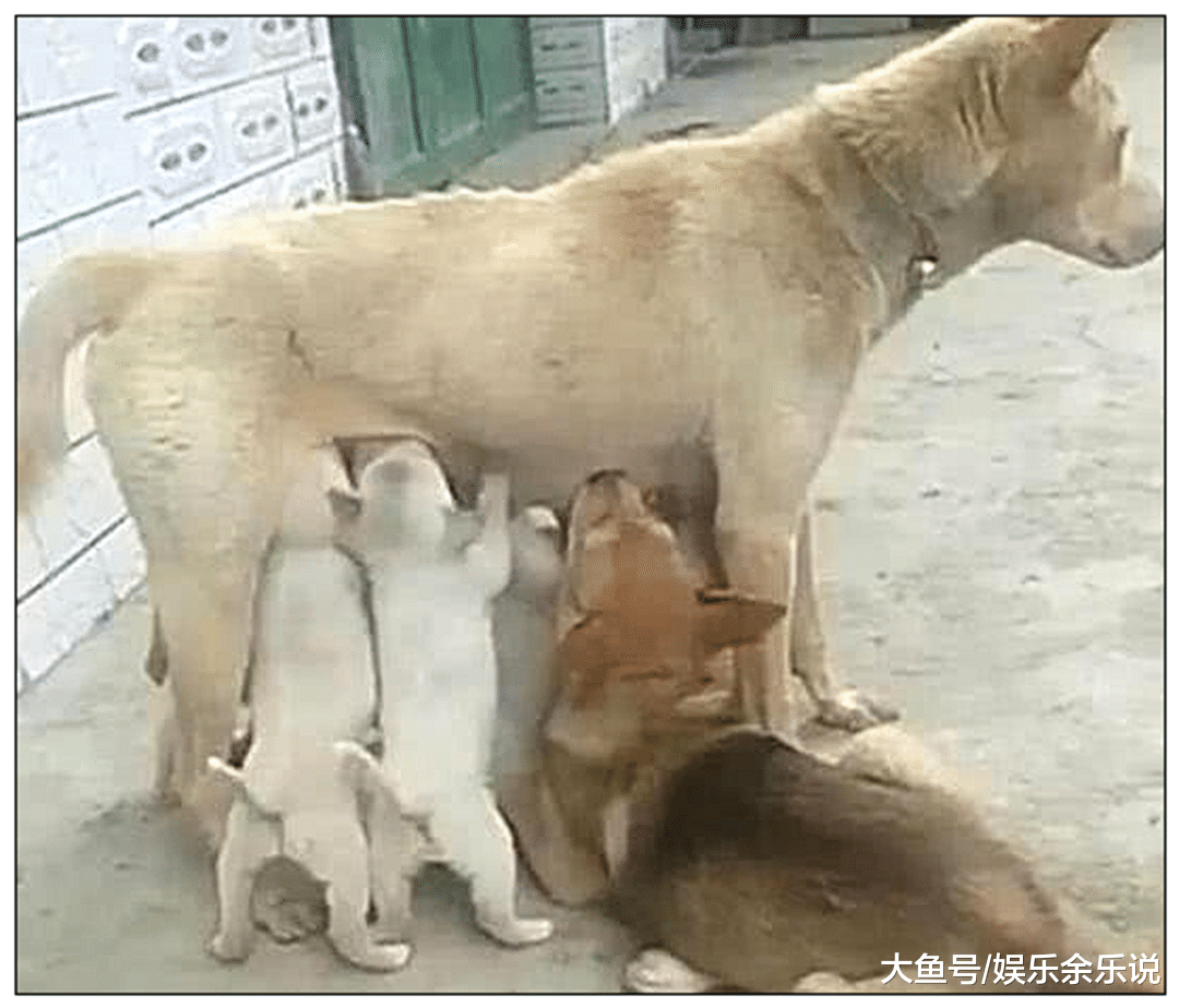 土狗正在喂奶，突然感觉有点不对劲，低头一看瞬间炸毛了！