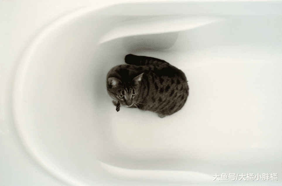 “拒绝洗澡”的猫该如何治？有4个可行的对策，不要强行给猫洗澡