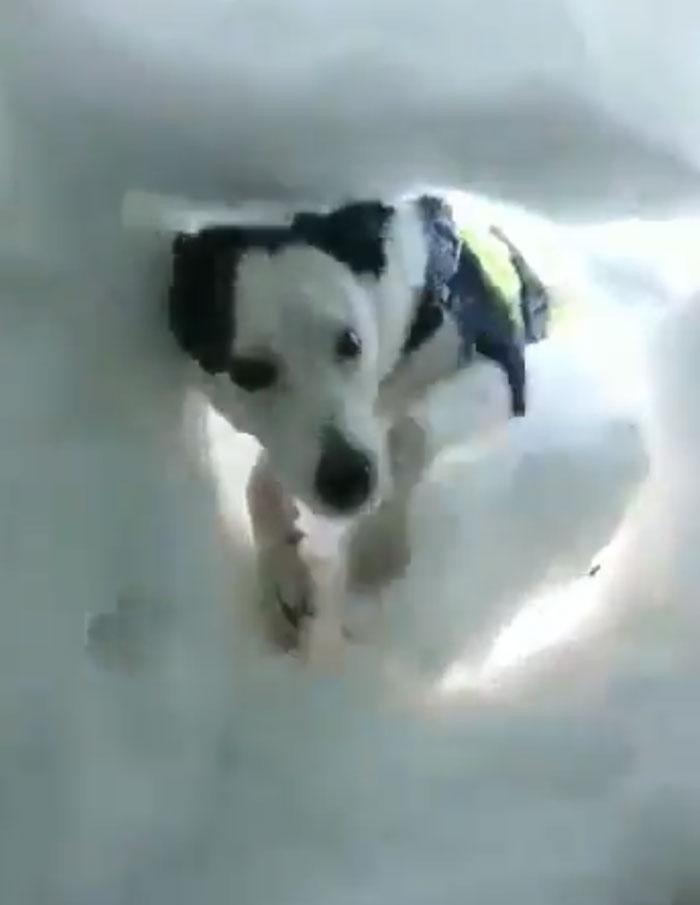 勇敢汪挖雪救人，探头那一刻太萌了，嗨，你还好吗？