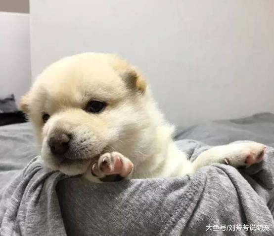 终于知道柴犬的脸为什么那么大了，都是这么来的...