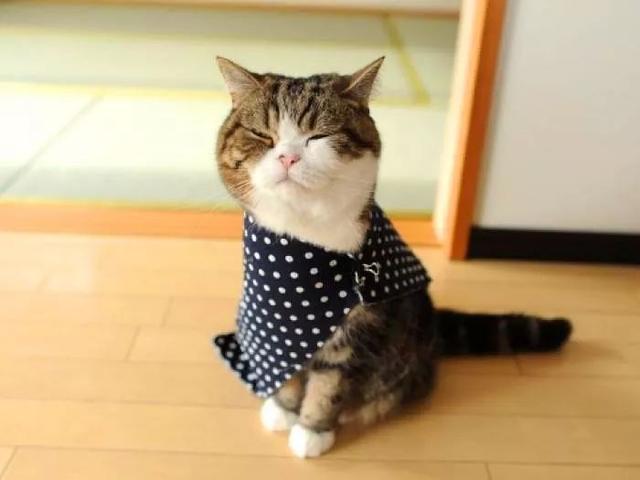 铲屎官为爱猫穿衣服, 只是给猫咪增加负担, 学会三点合理保暖!