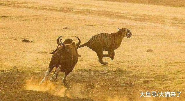 猫科动物有什么捕猎技巧? 除了“坐等”还有这三种