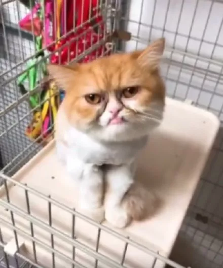 又一只长得像人的猫，丑得很魔性！