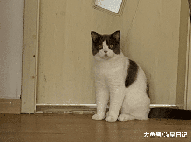 逆袭布偶猫成为家养猫首选，除了便宜之外，英短还有哪些优点？