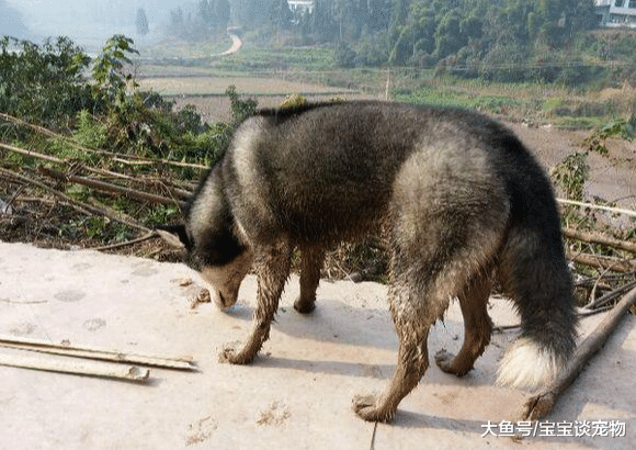 带哈士奇回乡下才半天，它就露出了原始的本性