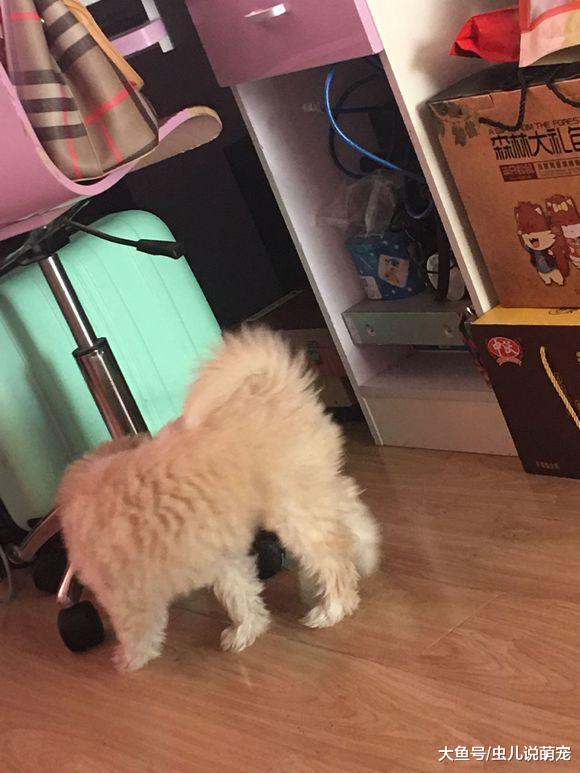 網友撿了一只小狗回家，洗干凈之后發現自己撿到寶了！