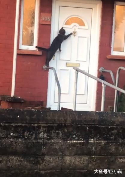 猫咪每天玩到凌晨才回家，自己站起敲门，这是喵星人进攻的号角吗