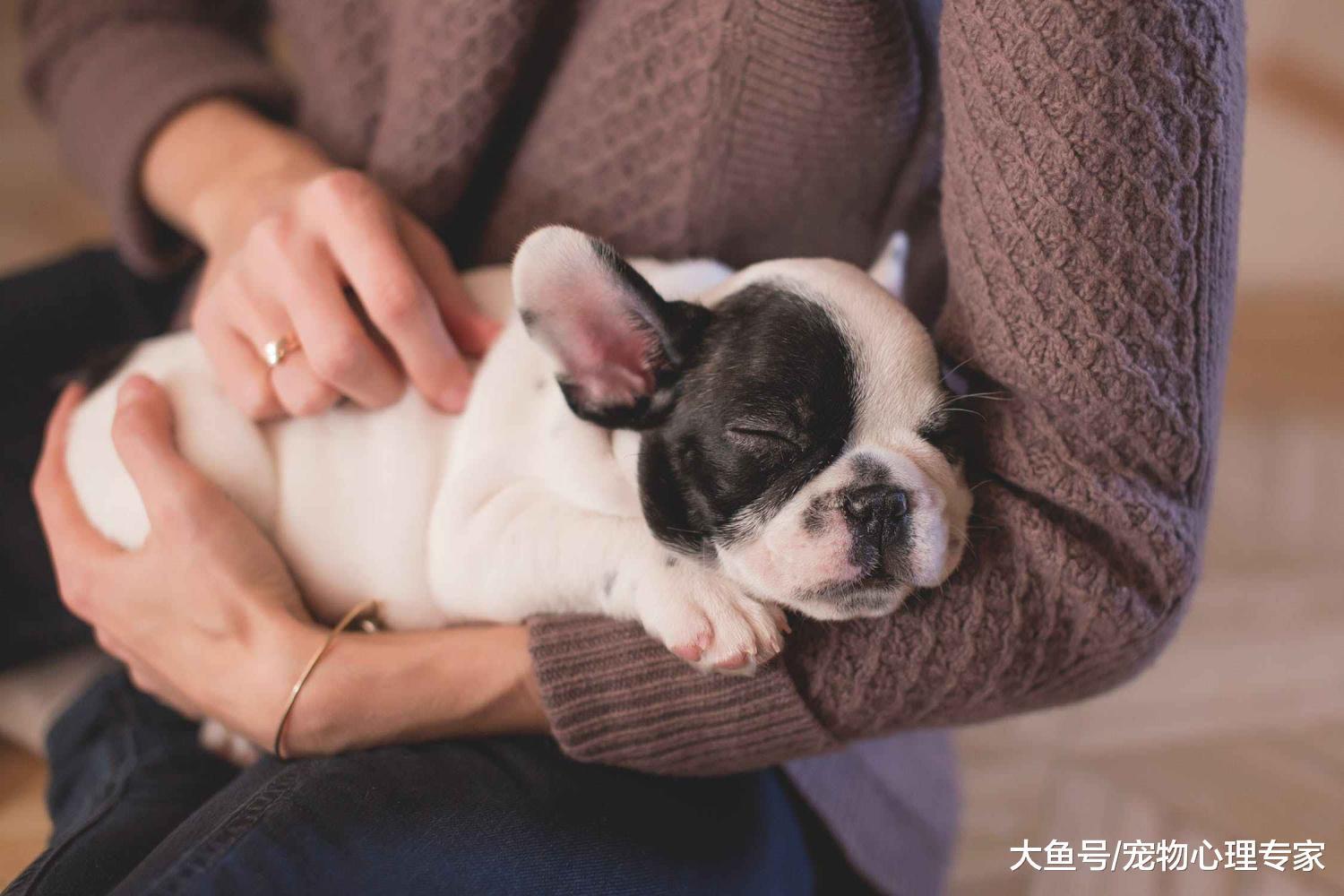 养宠必修课：那些养了宠物后才会知道的事，下列4点要了解