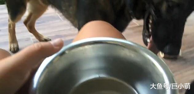 主人让狗狗拿啤酒，德牧从拿出来后，叼起碗居然也想来一口