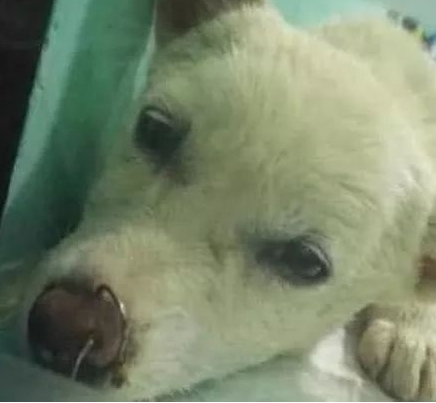 家门口传来奇怪的声音，出去一看不淡定了，流浪狗：请救救我！