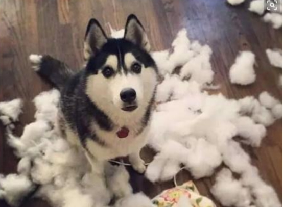 二哈习惯性拆家，主人一气之下把它绑进厕所，第二天主人哭了