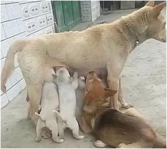 狗妈妈在喂奶, 狗爸爸一出现, 就遭到主人臭骂?
