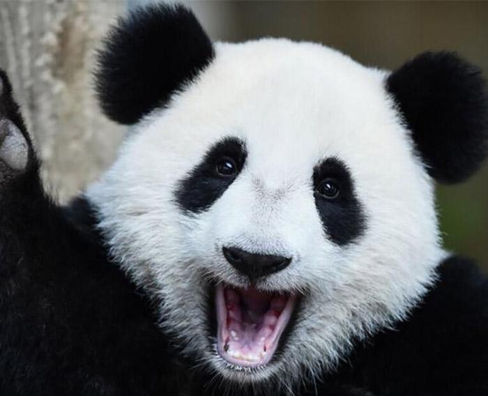 世上最难租到大熊猫的国家：五届总统申请了20年，至今没同意