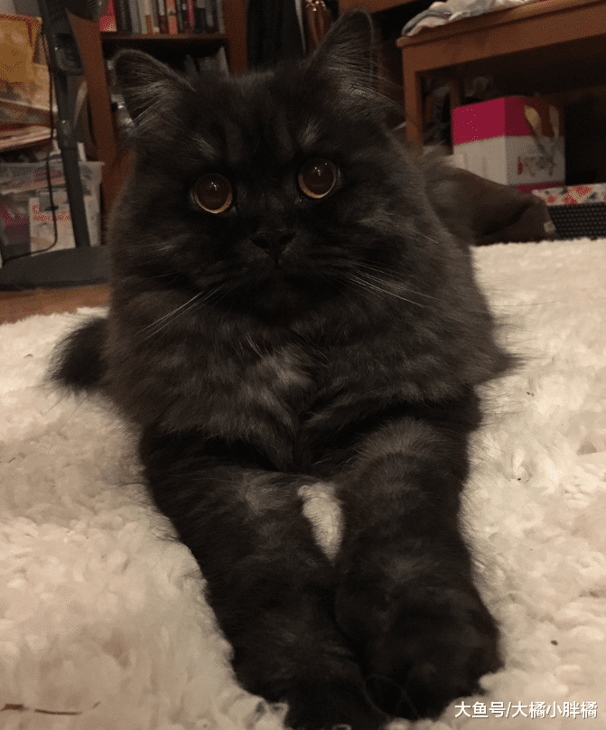 父亲给爱猫剪了个新发型，女儿看了直呼太丑，网友们却觉得很有范